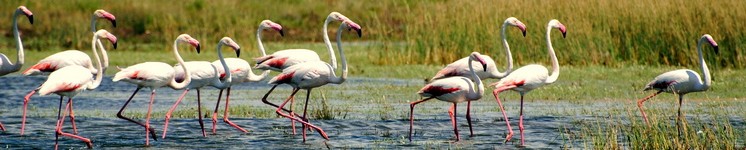 fenicotteri rosa.JPG